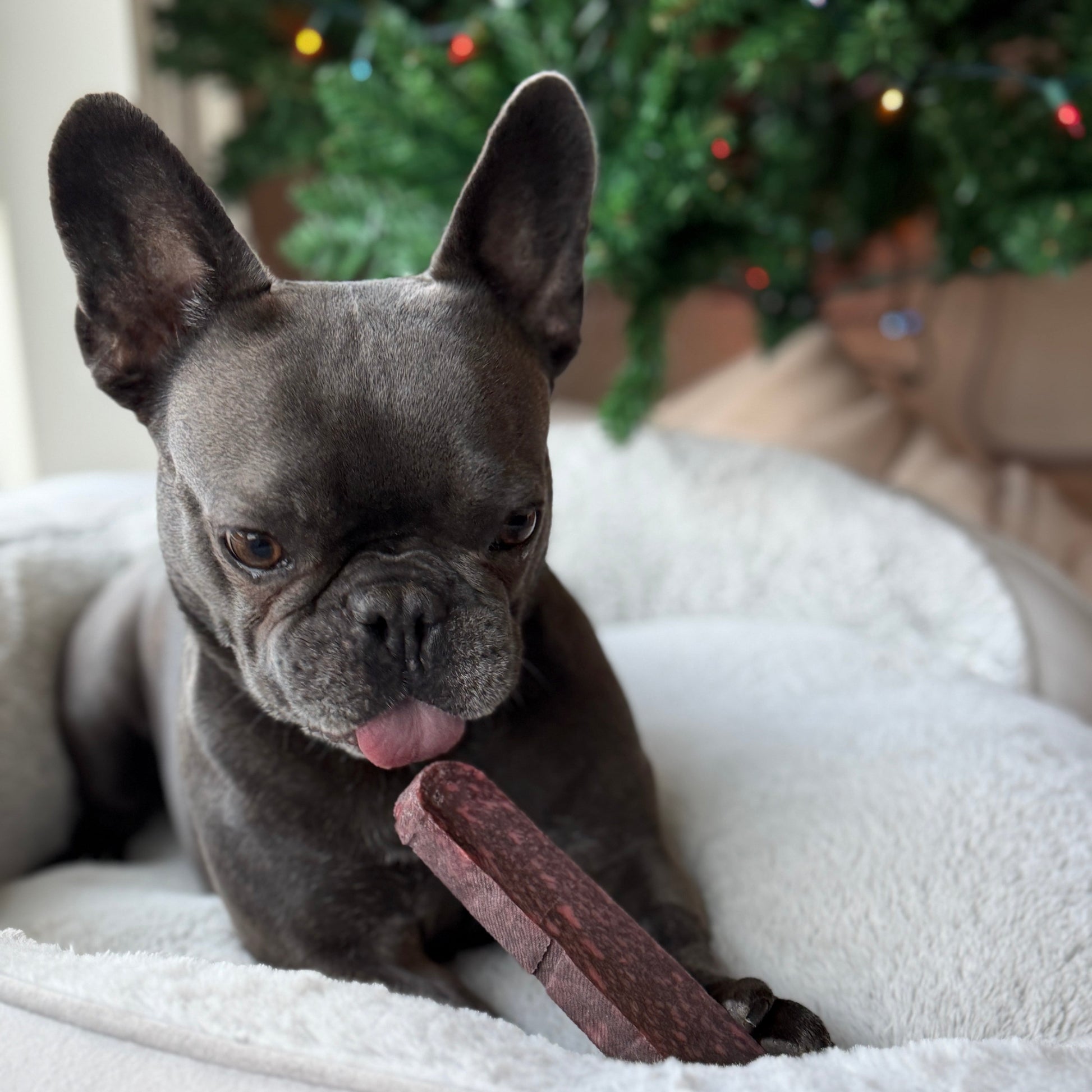 Long Lasting Dental Yak Chews - Cranberry and Blueberry Yak Chews